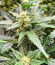 Glue Gelato Auto fem (Barney's Farm) семена конопли