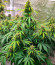 Grandmommy Purple Auto fem (Herbies Seeds) семена конопли