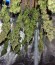 Moby Dick CBD fem семена конопли