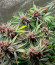 Papaya Zoap Auto fem (Sweet Seeds) семена конопли