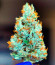 Durban Poison Auto fem (Humboldt Seed Company) семена конопли