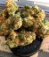 Kripple Roulette fem (Dr. Krippling Seeds) семена конопли
