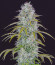 Orange Sherbet Auto fem (FastBuds) семена конопли