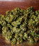 Original Auto Chemdawg fem (FastBuds) семена конопли