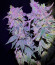 Papaya Sherbet fem (FastBuds) семена конопли