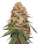Slightly Stoopid Fruits fem (Humboldt Seed Company) семена конопли