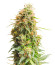 Monster Zkittles (Monster Genetics) семена конопли