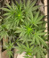 Runtz Fast Flowering fem (Humboldt Seed Organization) семена конопли