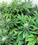 Blue Kush Berry fem (Paradise Seeds) семена конопли