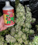 Fruit Gum fem (UKHTA420) семена конопли