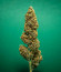 Lemon AK Auto fem (FastBuds) семена конопли