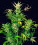 Pound Cake Auto fem (FastBuds) семена конопли