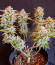 Sweet ZZ Automatic fem (RQS) семена конопли