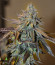 Blue Gelato 41 (Barney's Farm) семена конопли