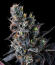 Giggin' Grapes fem (Compound Genetics) семена конопли