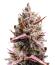 Banana Guava Auto RF3 fem (FastBuds) семена конопли