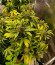 Tangie'matic auto fem семена конопли
