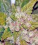 Fast Bud Auto fem (Sweet Seeds) семена конопли