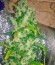 Jack Herer fem марихуана