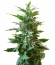 Easy Ryder auto fem (Joint Doctor) семена конопли