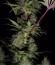 ICE fem (Female Seeds) семена конопли