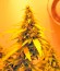 Auto Blueberry fem (Dutch Passion) семена конопли