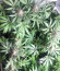 Mimosa Evo fem (Barneys Farm) семена конопли