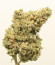 Original Cinderella Auto (FastBuds) семена конопли