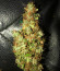 Zkittlez Auto fem (FastBuds) семена конопли