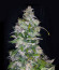 CBD Auto Charlotte’s Angel fem (Dutch Passion) семена каннабиса