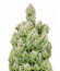 Original Cinderella Auto (FastBuds) семена конопли