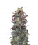 Auto Orange Bud fem (Dutch Passion) семена конопли