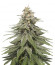 Eleven Roses Early Version fem (Delicious Seeds) семена конопли