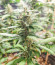 K-2 fem (Nirvana Seeds) семена конопли