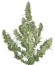 Buddha Magnum auto fem семена конопли