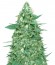 Mong-U-Mental fem (Dr. Krippling Seeds) семена конопли