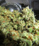 Acapulco Gold fem (Barney's Farm) семена конопли