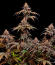 Lemon Cherry Runtz fem (FastBuds) семена конопли