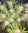 Banana Cookies fem (Advanced Seeds) семена конопли