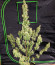 Zkittlez Auto fem (FastBuds) семена конопли