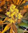 Sour Blueberry reg (Humboldt Seeds) семена конопли