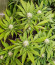 Lord Kush Early Version fem (Delicious Seeds) семена конопли