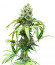 Bruce Banner #3 fem семена конопли