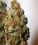 Critical Kali Mist fem (Delicious Seeds) семена конопли
