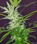 Hobbit Auto (Ginger Punch Auto) fem семена конопли