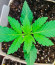 GMO Auto fem (Barney's Farm) семена конопли