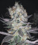 Gelato fem (Blimburn Seeds) семена конопли