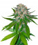8 Ball Kush fem семена конопли