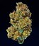 CBD Apple Betty Auto fem (Herbies Seeds) семена конопли