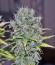 Easy Ryder auto fem (Joint Doctor) семена конопли